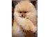 PoulaTo: Όμορφες Pomeranians BOO